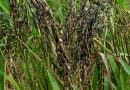 Evaluation of Genetic Diversity of Local-Colored Rice Landraces Using SSR Markers