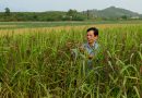 Catalogue of Agronomical Traits of Colored Upland Rice Collection Selected from National Seed Genebank, Vietnam