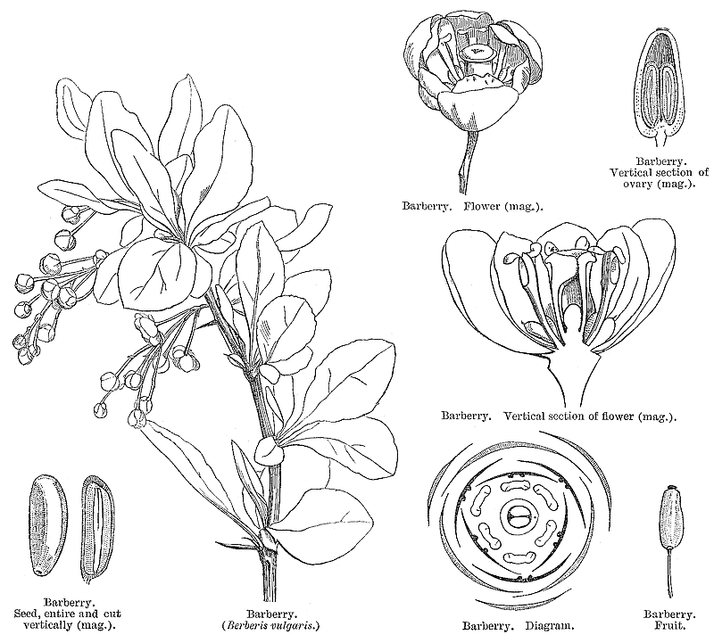 Berberis hypoxantha C.Y. Wu ex S.Y. Bao (Berberidaceae), a new record for Vietnamese flora