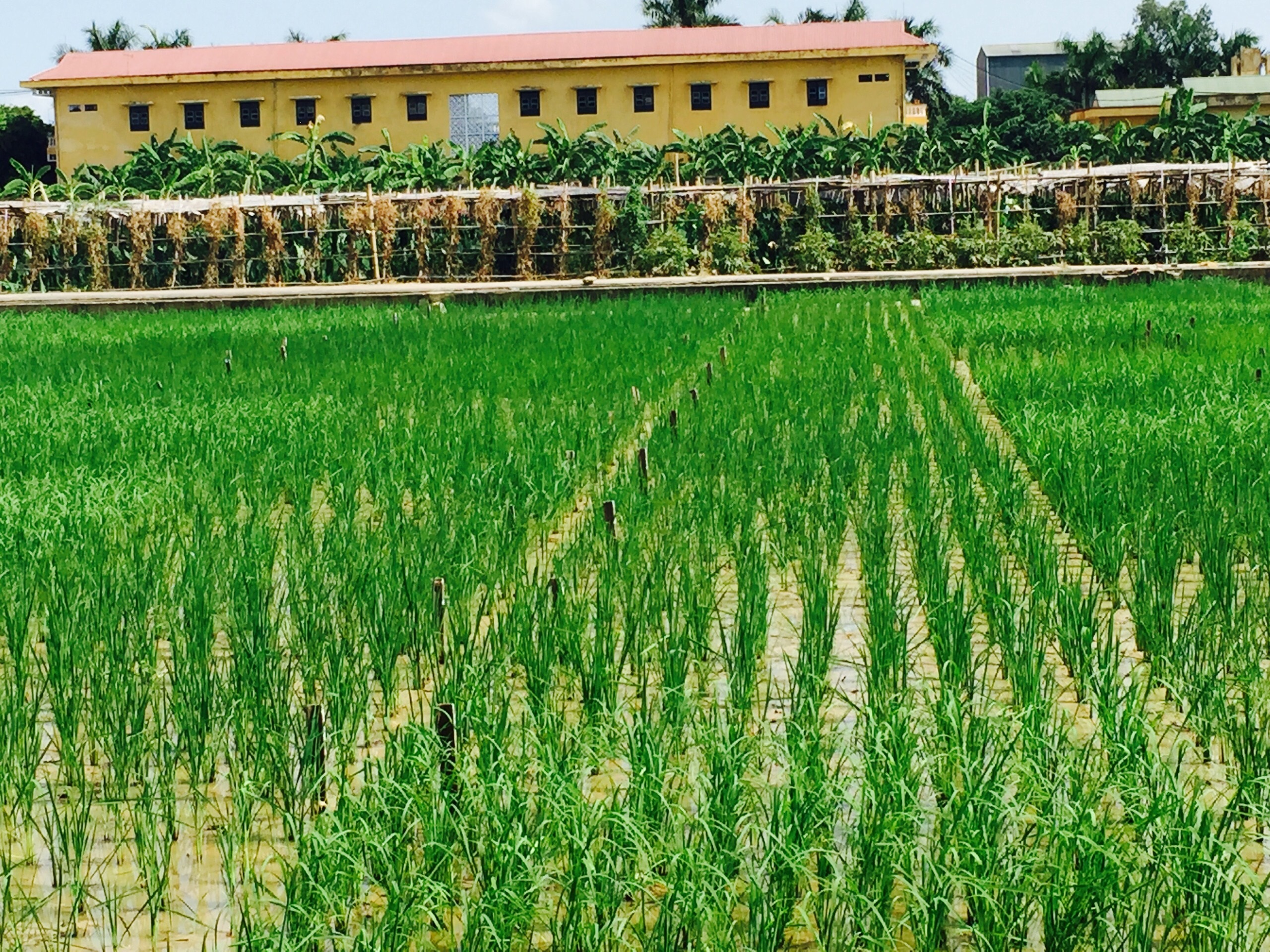 Evaluation of agro-morphological characteristics of rice collection  at An Khanh, Hoai Duc, Hanoi